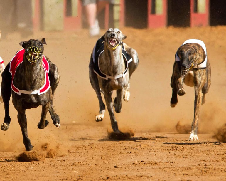 dogs running to the finish line
