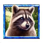 5 Wild Wolves: Coon
