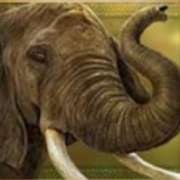 Слон symbol in Heart of the Jungle slot