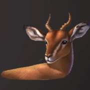 Antelope symbol in Wild Herd slot