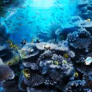 Ariana: Seabed