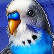 Dumb and Dumber Route to Riches: Parrot