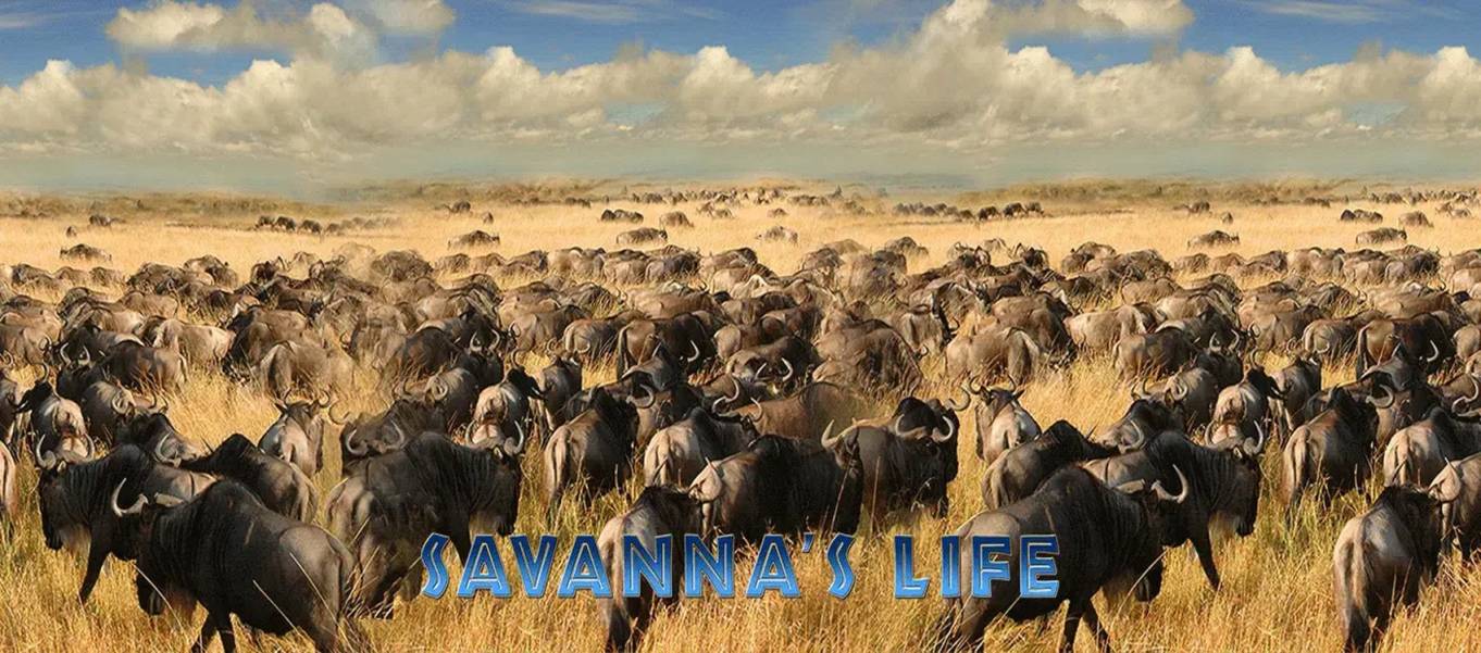Savanna`s Life slot